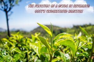 Close-up of fresh green tea leaves with a scenic Ooty landscape in the background, highlighting the natural beauty of the Nilgiris. Showcasing Kalai Tours in Coonoor, Ooty, and their expertise in guiding visitors to explore the region's hidden charms. Ideal for nature lovers seeking authentic travel experiences