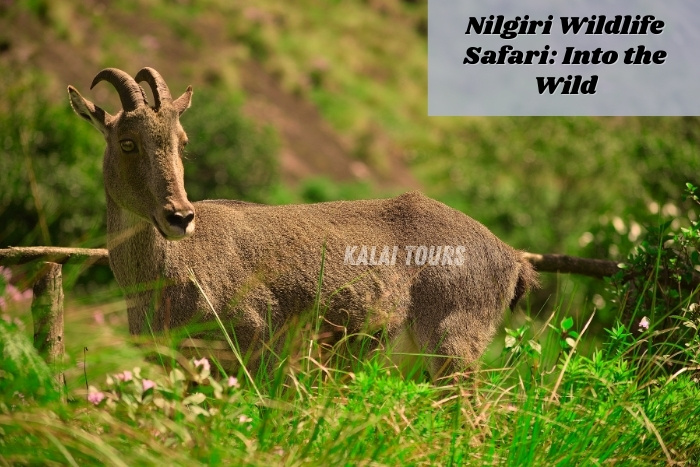 Expert guide for thrilling and eco-friendly wildlife safari experiences by Kalai Tours in Coonoor, Ooty