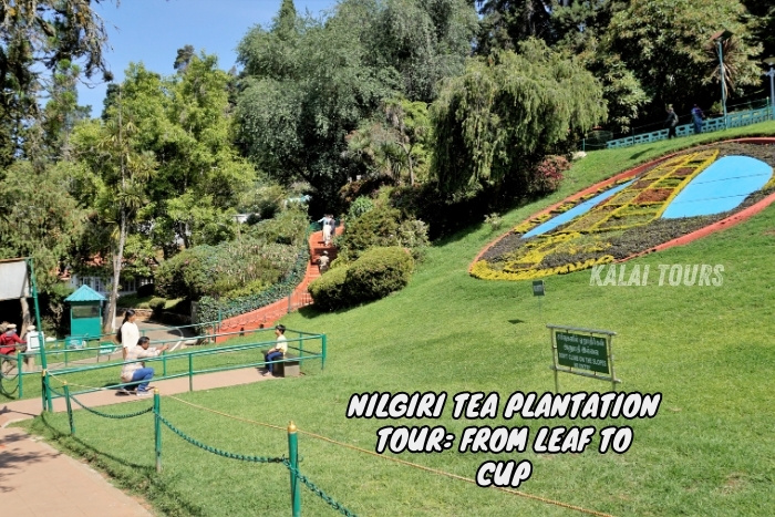 Kalai Tours in Coonoor, Ooty, as your guide for immersive tea plantation tours from leaf to cup