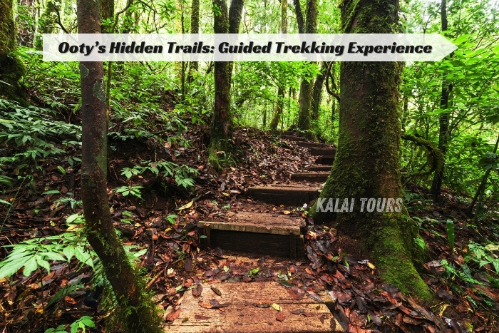 Kalai Tours in Coonoor, Ooty, as your local expert for guided treks through hidden paths in the Nilgiris
